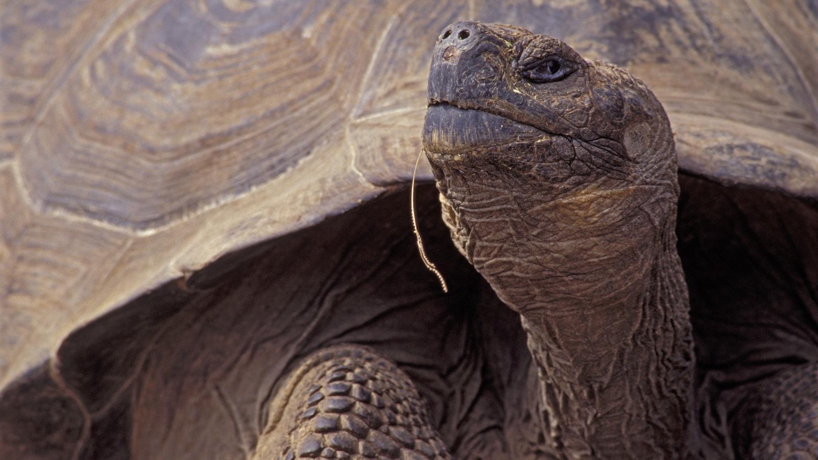 Fotó: Wolfgang Kaehler/Getty Images