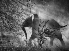 Zambiai elefánt - Sebastiao Salgado alkotása