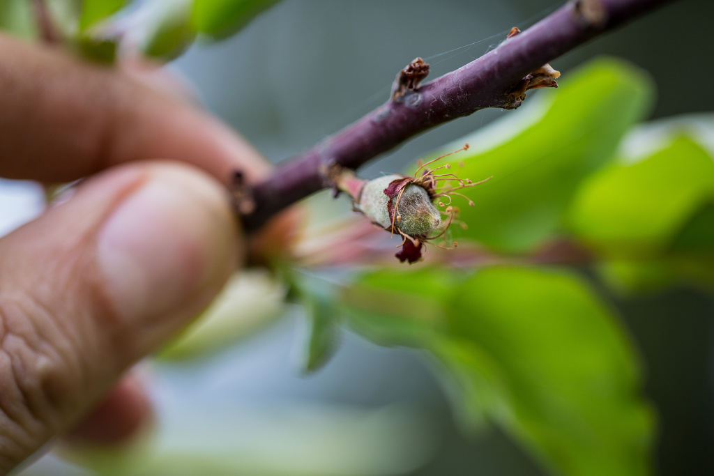 A cseresznyeág rügyei a védettebb kiskertekben is károsodtak Fotó: Kállai Márton