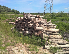 Pótolni kellene a fákat. Ezt még a megcsonkított Balaton-törvény is előírja. FOTÓ: Népszava