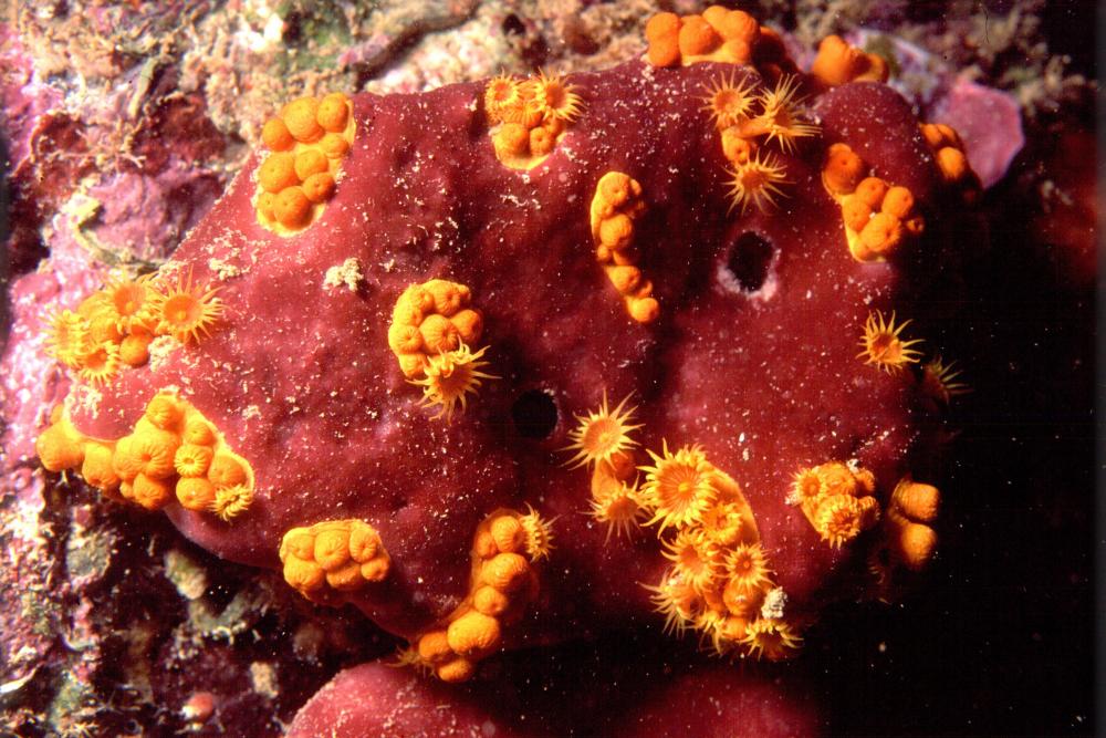 közös korallok