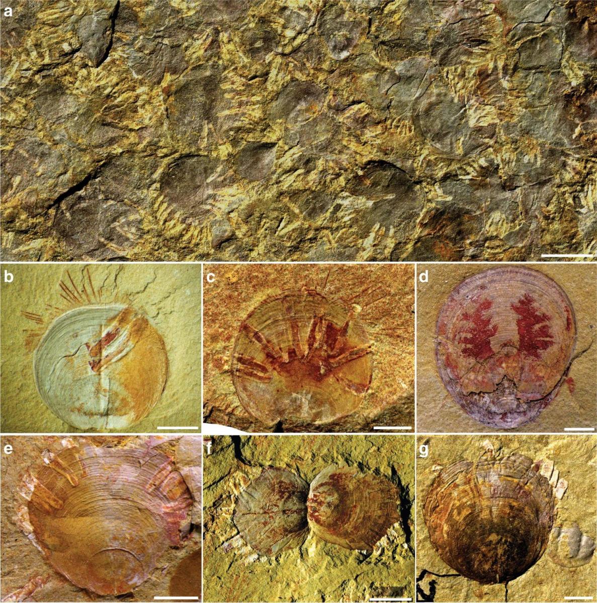 Parazitákat találtak egy több mint 500 millió éves kövületen