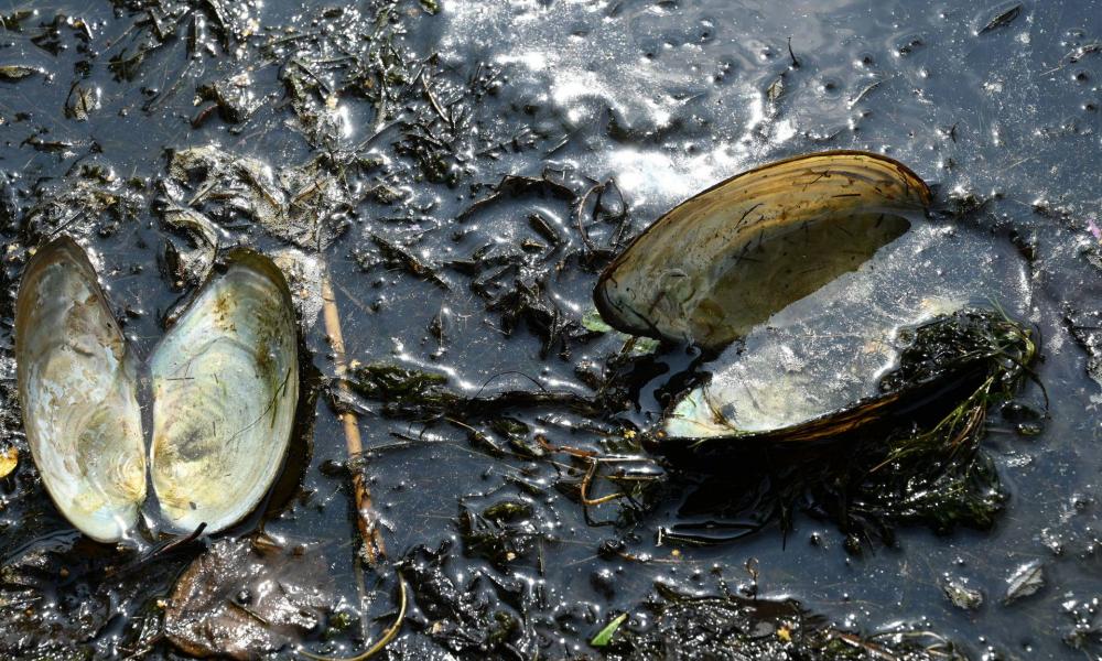 Mil millones de animales marinos podrían morir por el calor en la costa oeste de Canadá