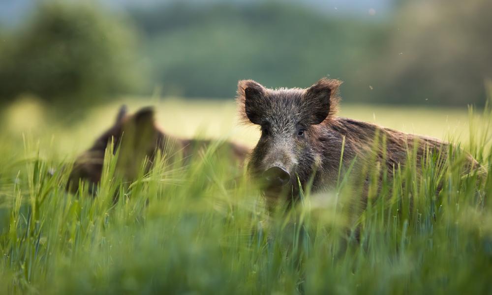 Police did not authorize shooting of wild boars at St. John’s Hospital