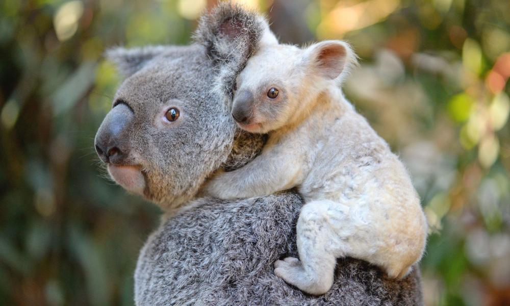 Képtalálatok a következőre: koala
