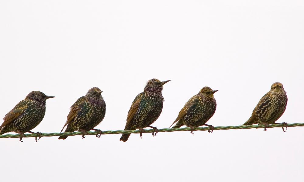 a madarak internetes bevétele internetes keresetek lehallgatása