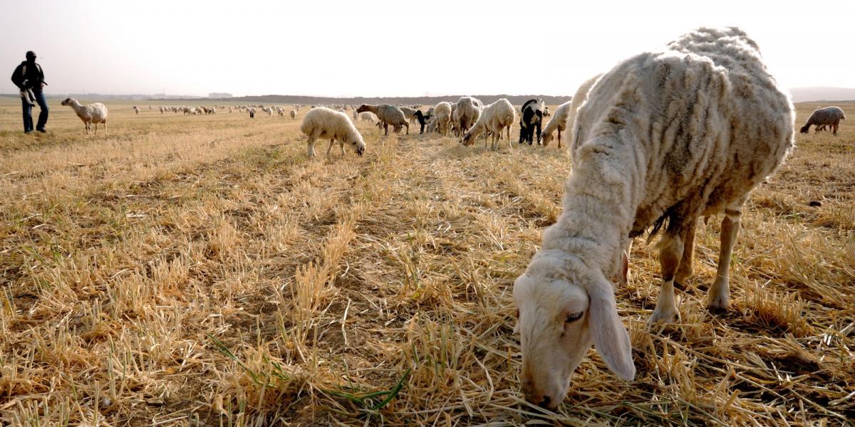 FOTÓ: EUROPRESS/GETTY IMAGES/THINKSTOCK