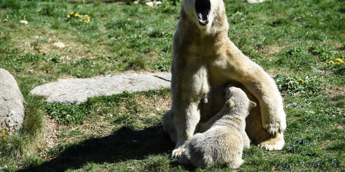 Az anya Sesi és Nanuq, a testvér 2017-ben