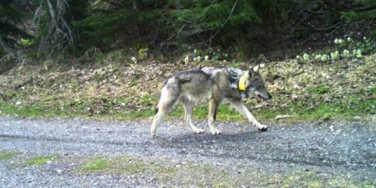 A farkas már közel kétezer kilométert tett meg hosszú vándorlása során