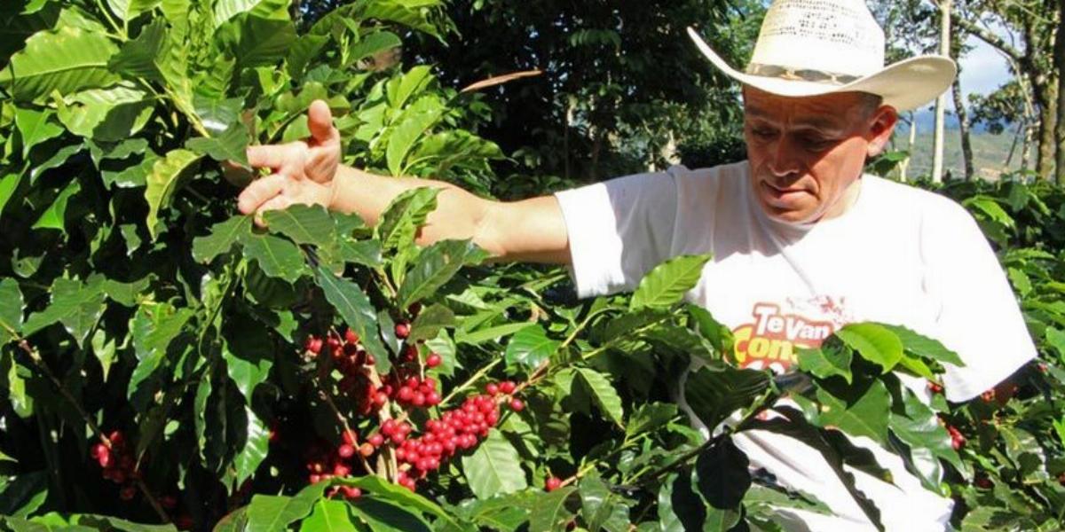 Francisco Villeda kávéfarmja Hondurasban