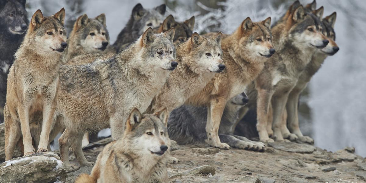 A farkas nem tekint zsákmányként az emberre, inkább fél tőle. Nagyon érzékenyek az érzékszervei, messziről észleli a jelenlétünket, és ki fog térni előlünk