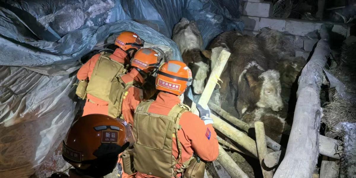 A katasztrófaelhárítók szarvasmarhákat mentenek egy összedőlt istállóból