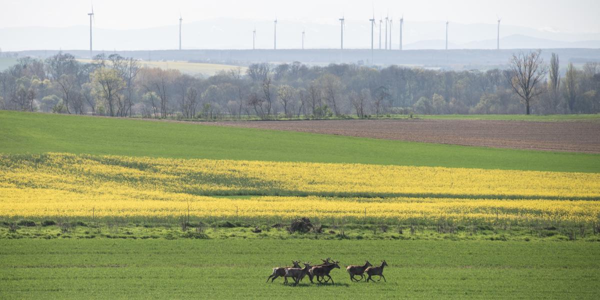 Nemcsak a vad lett több, hanem a kártérítési összegek is nőttek a megdrágult terményárak miatt