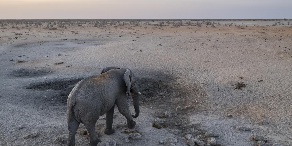 Elefánt 2023 szeptemberében a namíbiai Etosha Nemzeti Parkban