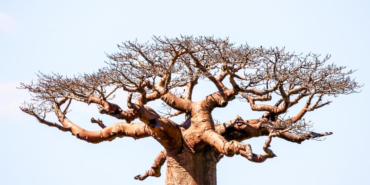 Baobabfák Madagaszkáron, a növények sokféleségének egyik globális „sötét foltjában”, ahol a botanikusok szerint sürgősen szükség van az azonosítás felgyorsítására