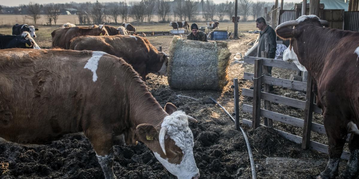 Tíz év alatt negyedére esett az állattartó gazdaságok száma