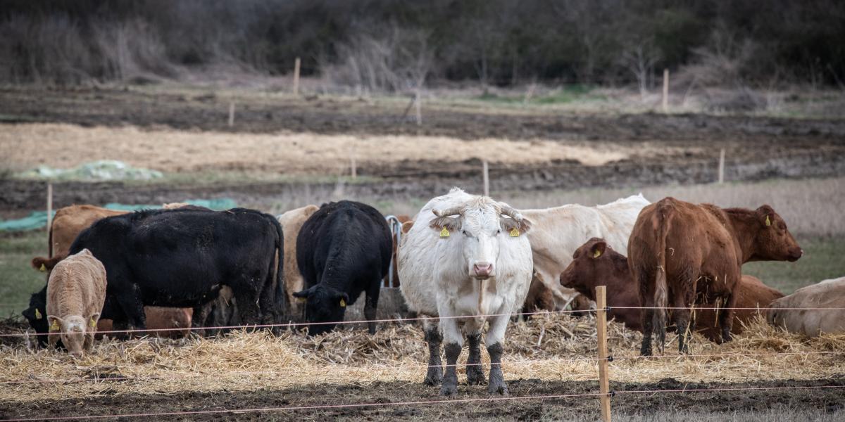 A cégeknek kedvez a gazdasági környezet, a szövetkezetek jövője bizonytalan