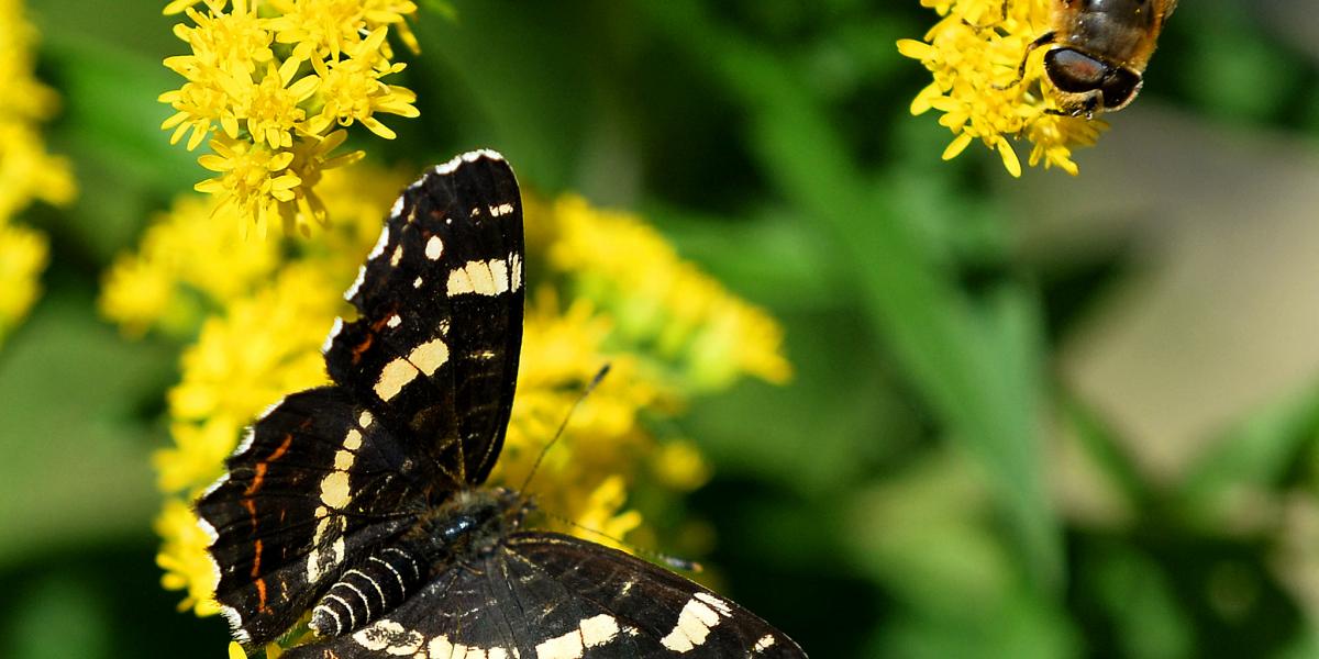 Pókhálós lepke (Araschnia levana). 