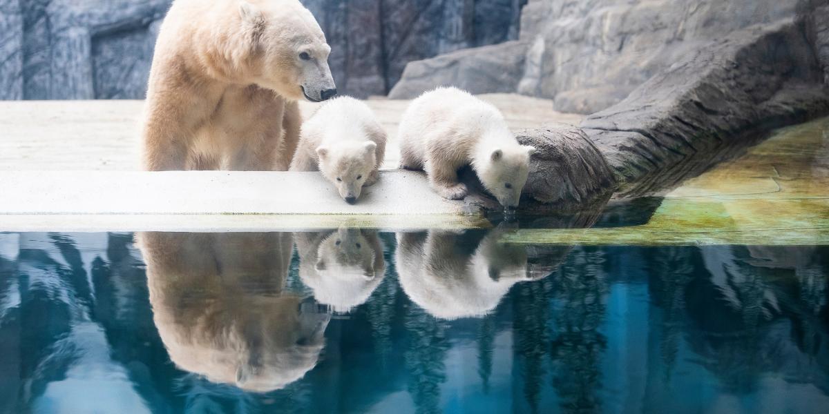 A féléves csöppségek súlya 40 kiló, édesanyjuk társaságában láthatók a Nyíregyházi Állatparkban