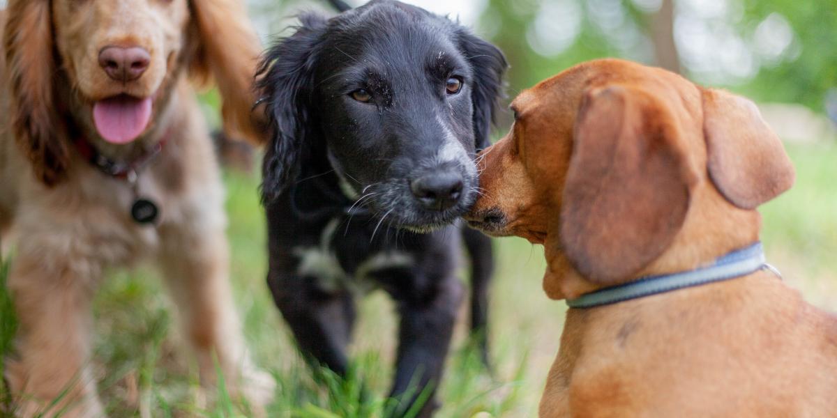 Beavatkozást nem igénylő, a kutyákra ártalmatlan módszerrel vizsgálták az agyukat