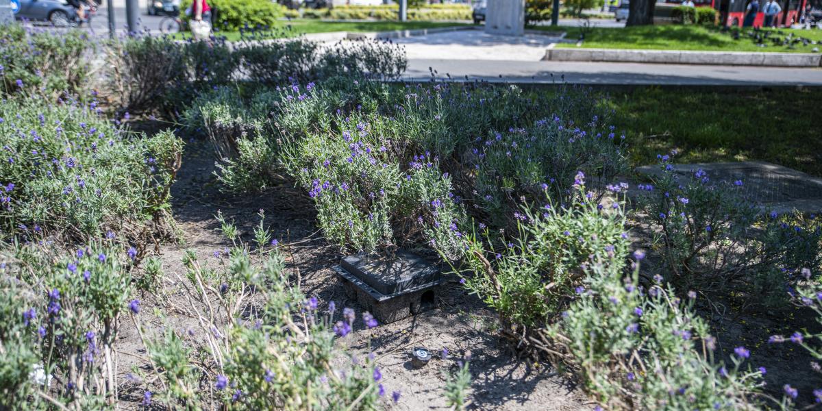 Egy „méregmező” a növények között elbújva