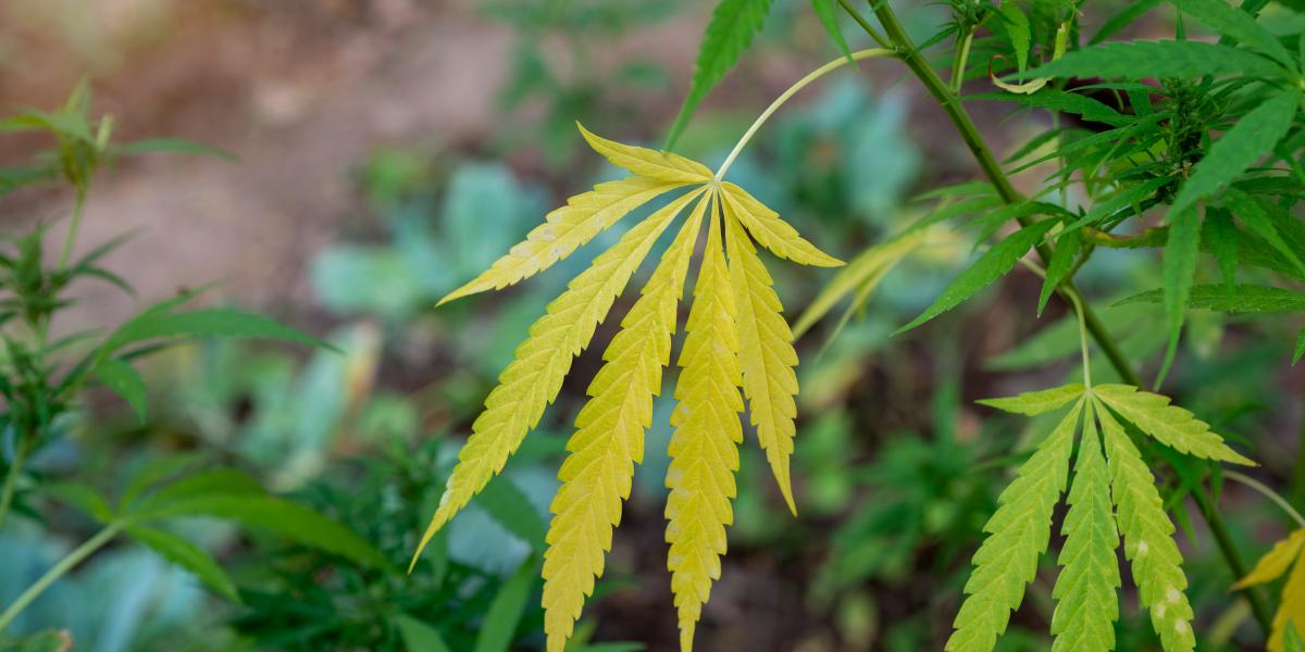 Képünk illusztráció. 