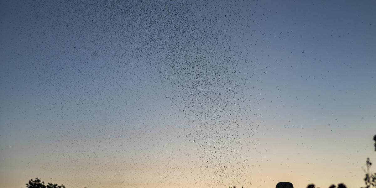 Rajzás. A vendéglátósok reggelente ipari porszívóval takarítják el a mindent beborító szúnyogtetemeket