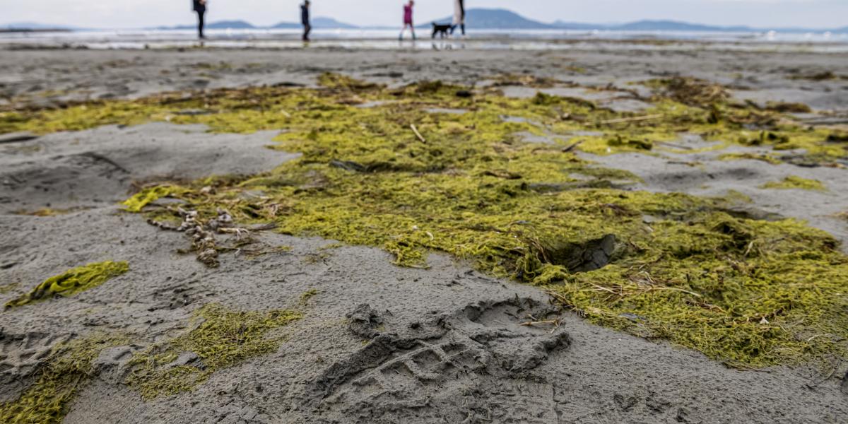 Futótűzként terjed: kevés a víz a Balatonban. De volt már rosszabb helyzet