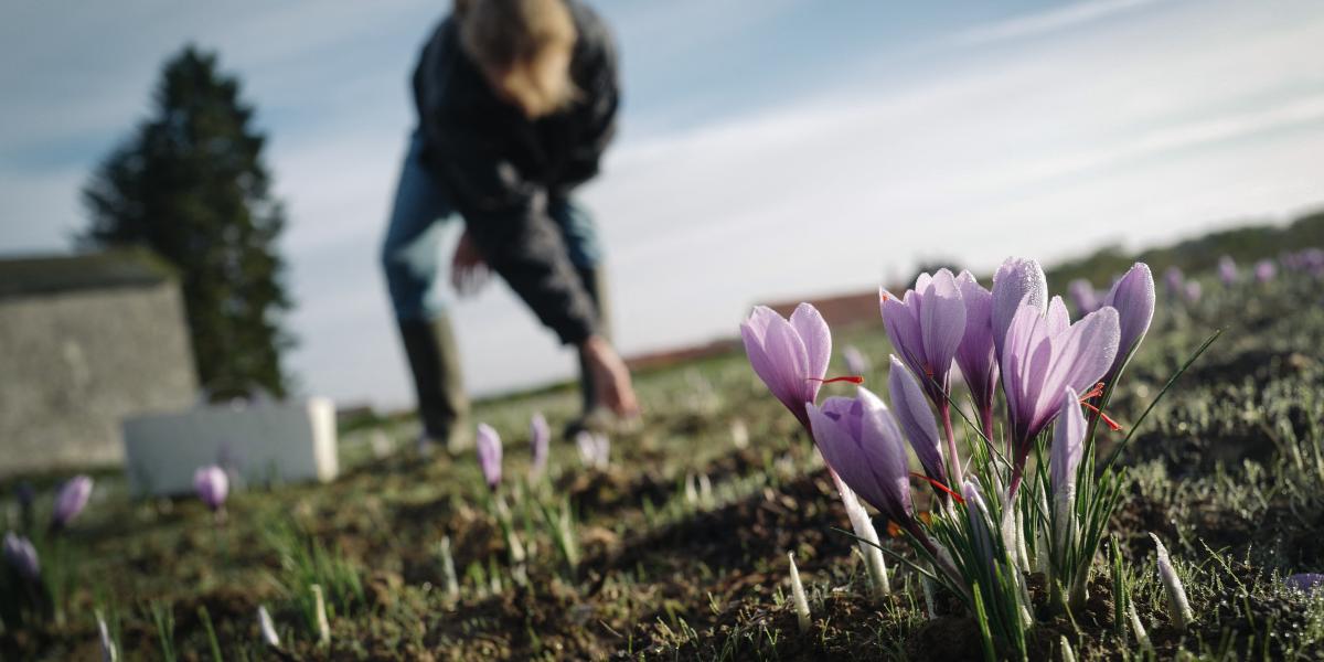 A sáfrány a világ legdrágább fűszere, a paprika térnyerése előtt a Kárpát-medence egyik meghatározó árucikke volt