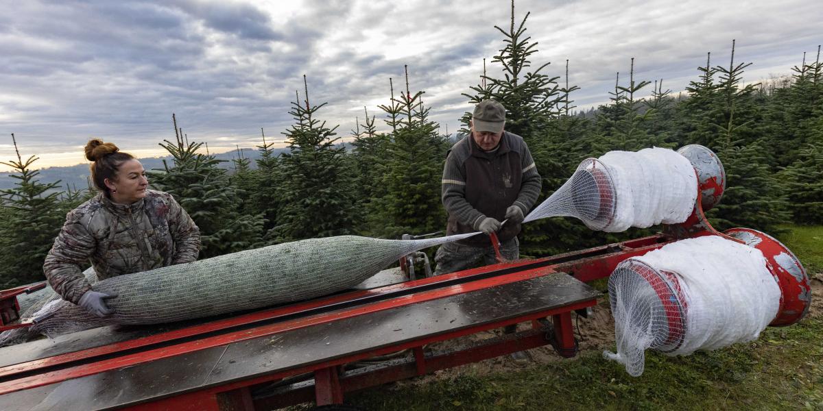 Bő egy hete indult be a nagyüzem, azóta folyamatosan vágnak és hálóznak a termelők