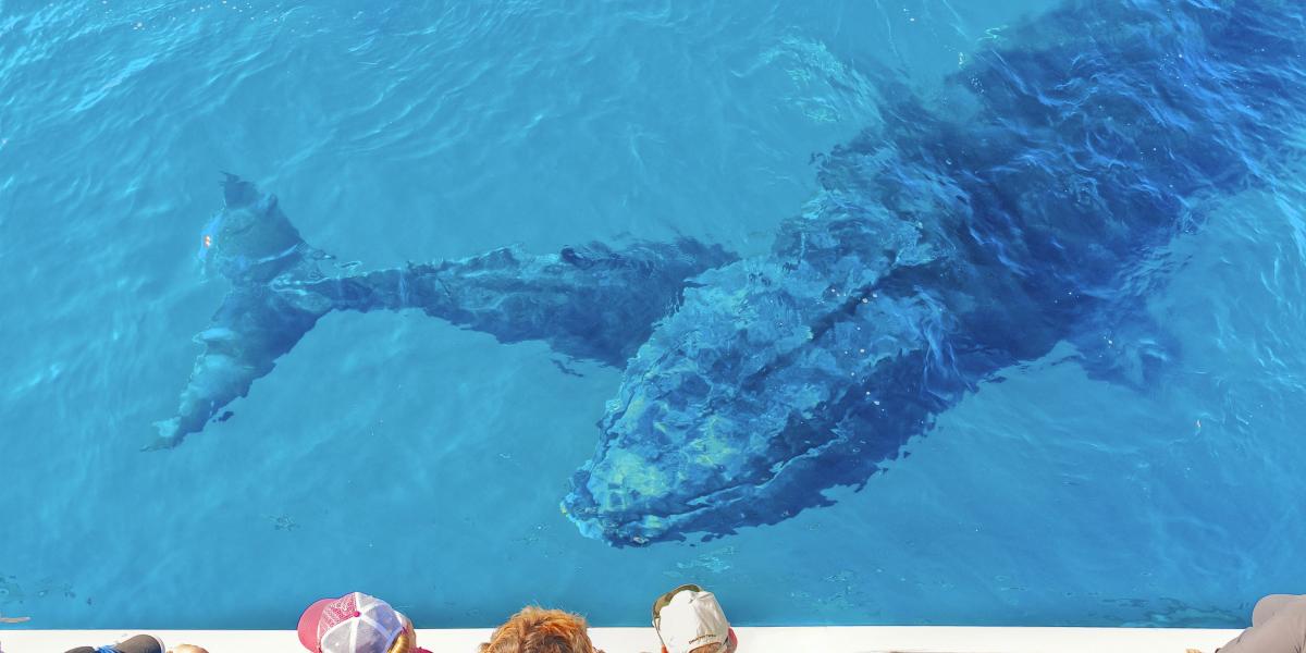 Ez a faj összetett társadalmi rendszerben él, és eszközöket is használ