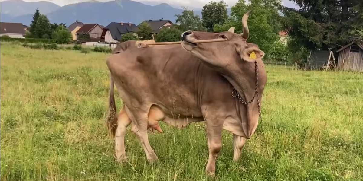 Veronika seprűvel vakarja meg a hátát. 