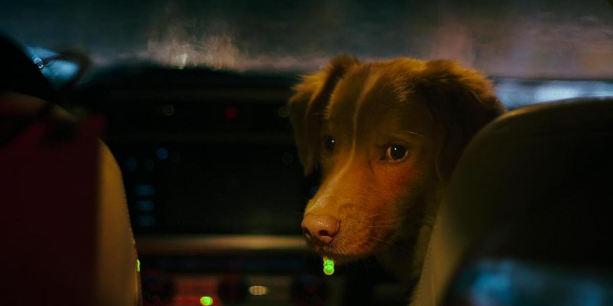 Ben Leonberg megmutat egy emberi drámára alapuló cselekménysorozatot az eb szemszögéből. Ahogy ő látja és érzi a világot