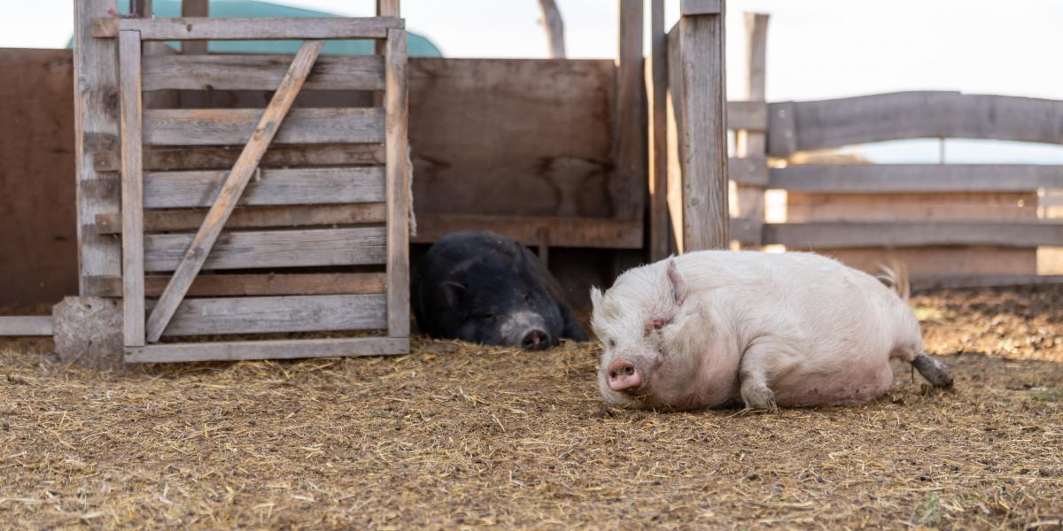 A kínai export bedugulásával túlkínálat alakult ki Európában