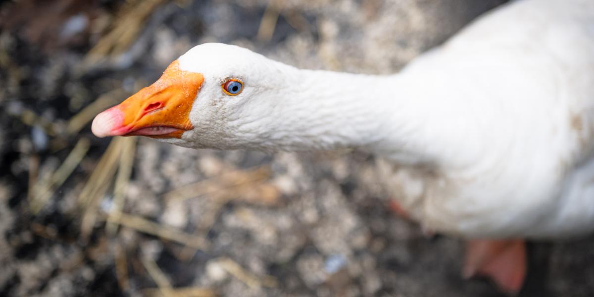 Képünk illusztráció 