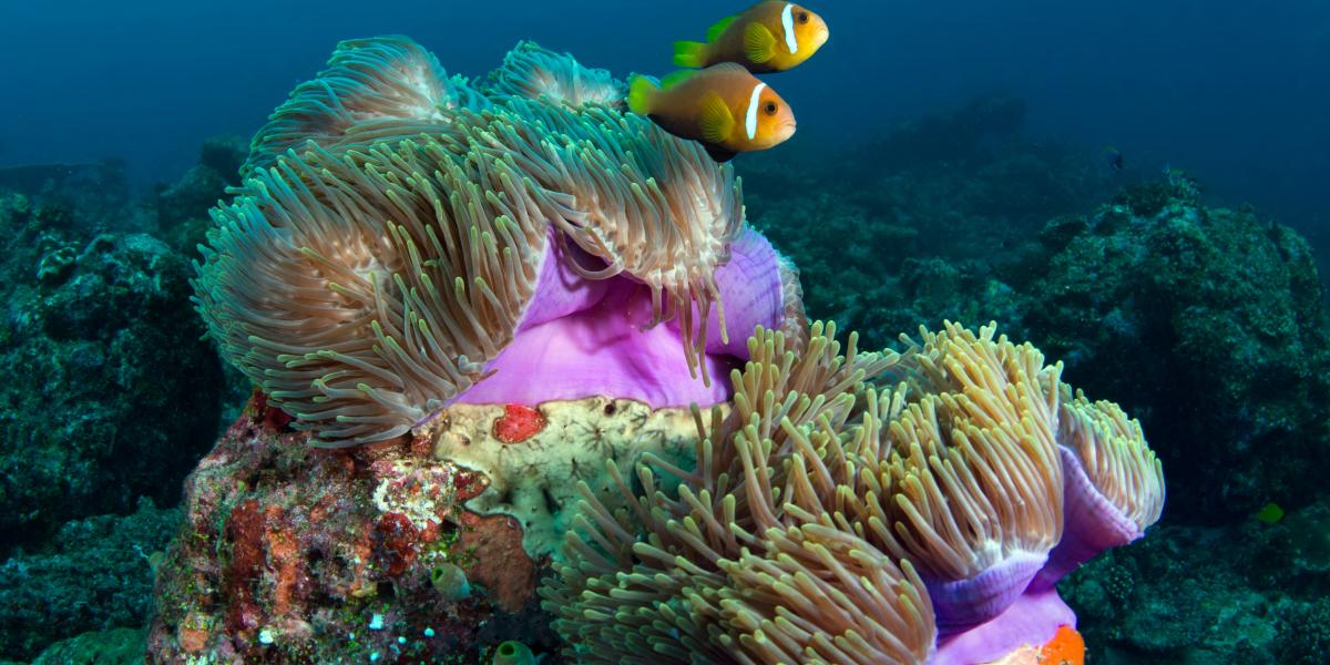 A fajok olyan kölcsönhatásban élnek, amely mindegyikük számára előnyös