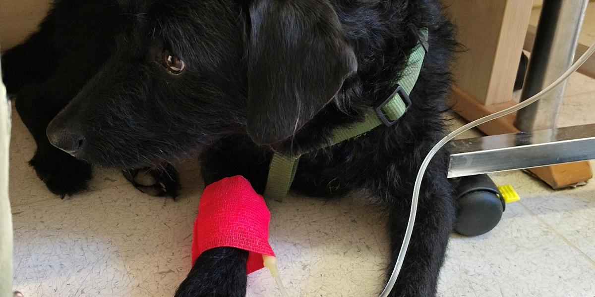 Három nap után Bella kedve és szertelensége szinte gombnyomásra visszatért, nyoma sem maradt a beteg kutya merengő, filozofikus tekintetének