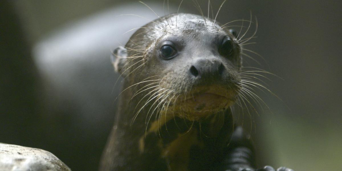 Most már az óriásvidrák is nemzetközi védelem alá kerültek