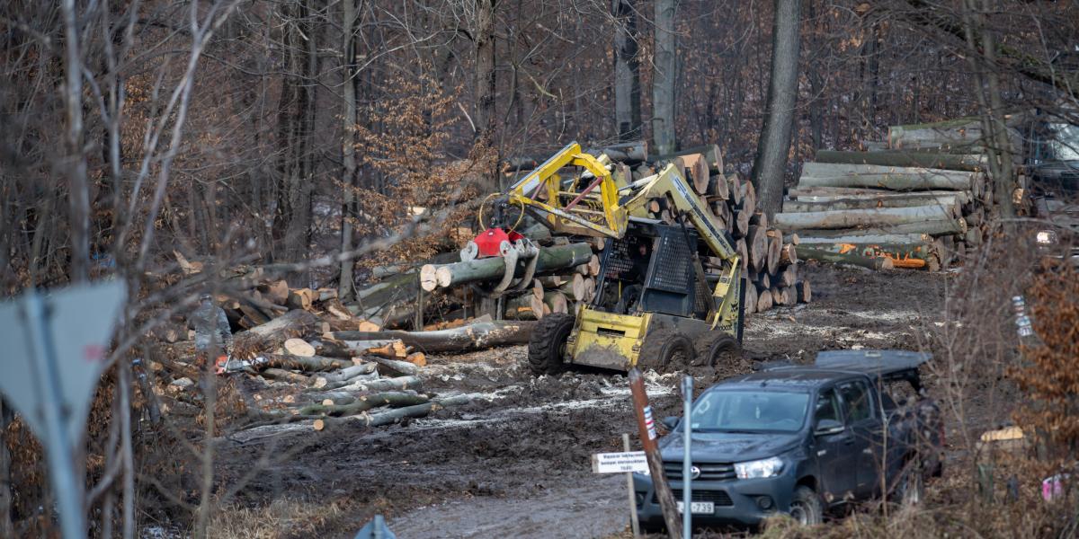 A fakitermelések miatt rohamosan fogy a közös vagyon