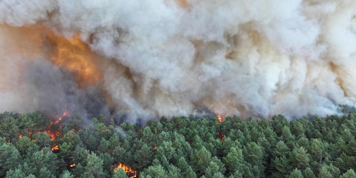 Tűz a Párizshoz közeli Fontainebleau-i erdőben 2026. július 12-én