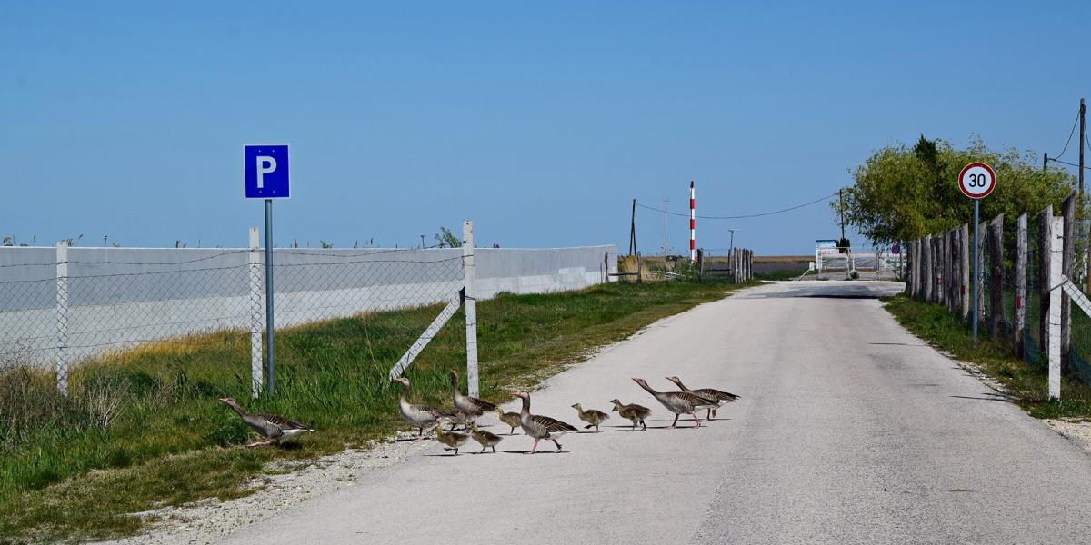 Fertő tó, Fertőrákos