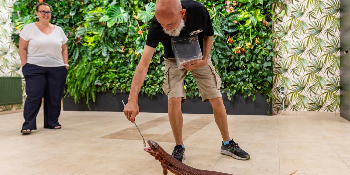 A vörös tejut eteti Tóth Csaba állatgondozó, az RMA Reptiles Maniac munkatársa
