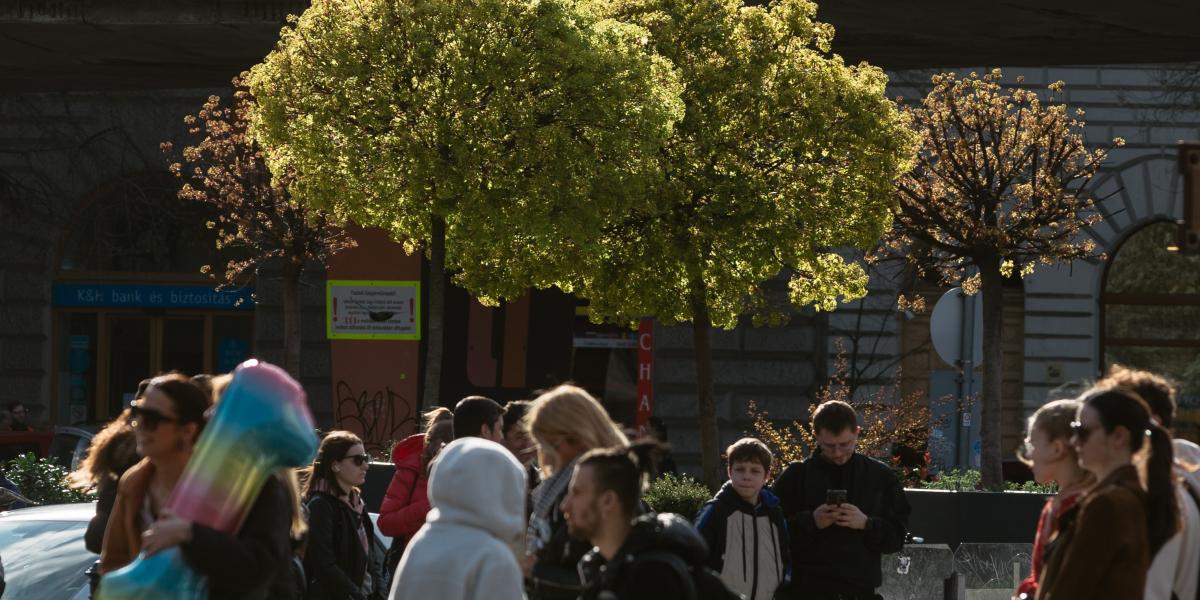 A fák sosem bocsátanak ki mérges gázokat, csak javítják a levegő minőségét 