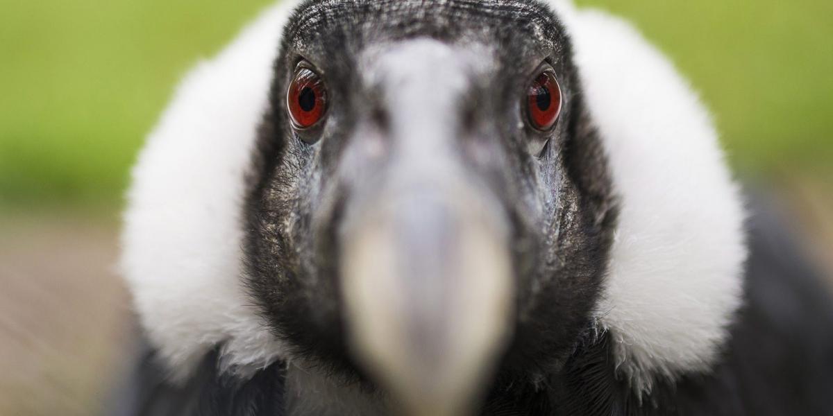 MTI Fotó: Balázs Attila