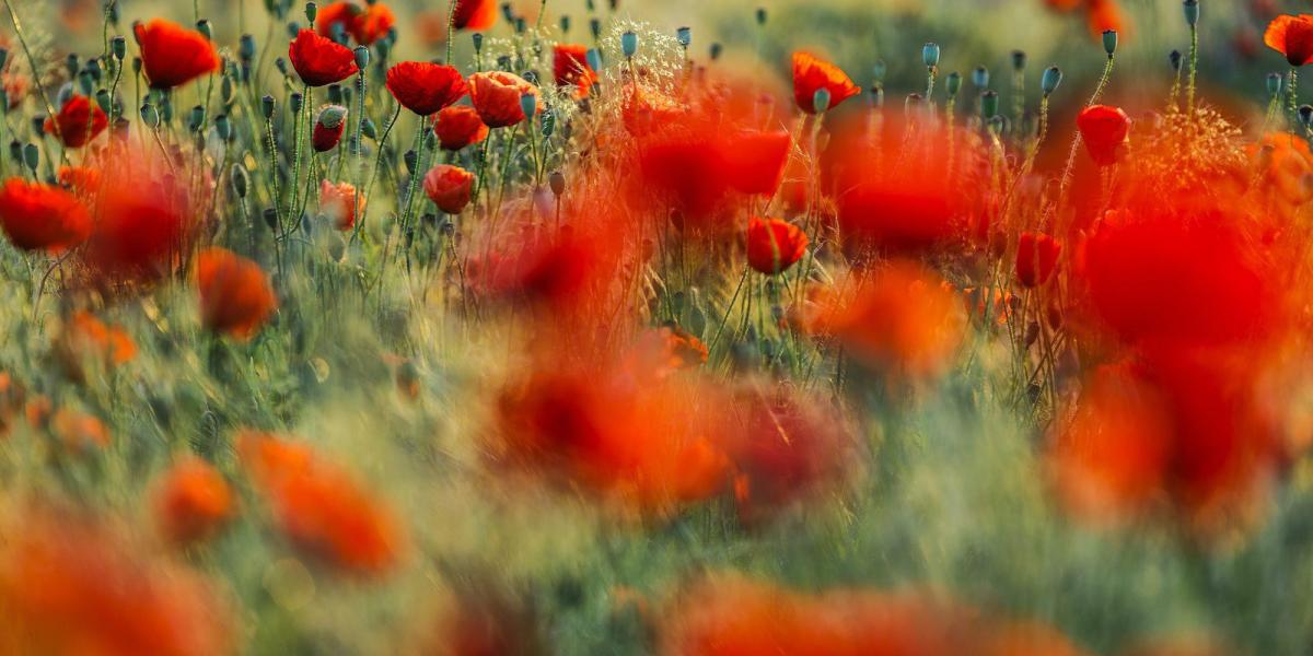 MTI Fotó: Czeglédi Zsolt