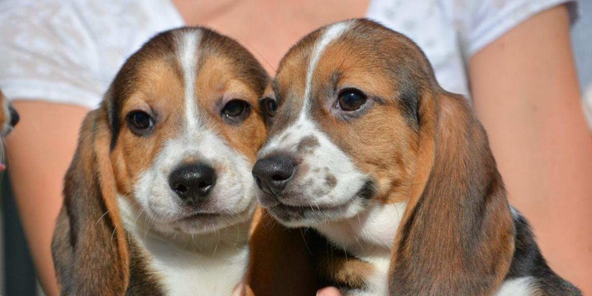 Az első lombikkutyakölykök – beagle-labrador-cocker keverék FOTÓ: JEFFREY MACMILLAN/CORNELL UNIVERSITY