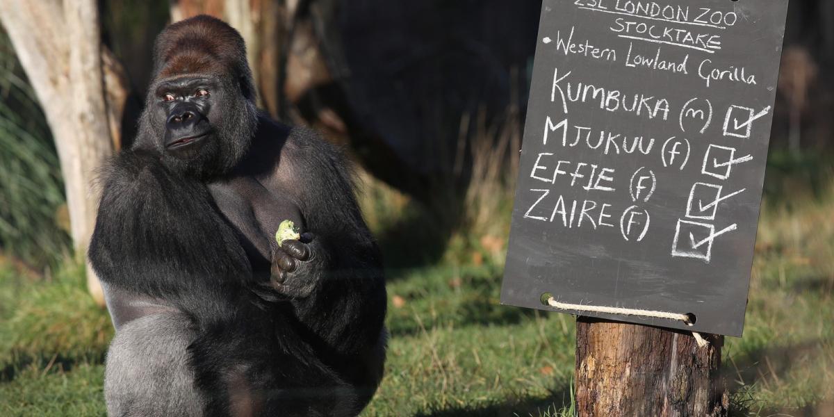 Kumbuka, a gorilla "segít" az összesítésben. Fotó: Oli Scarff, Getty Images.