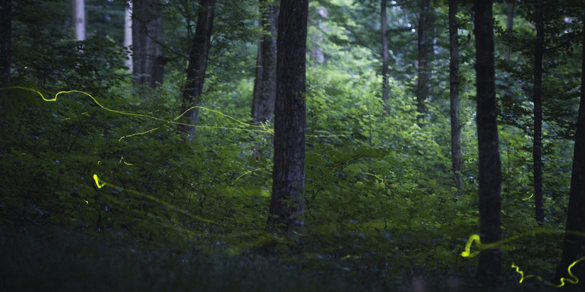  MTI Fotó: Sóki Tamás