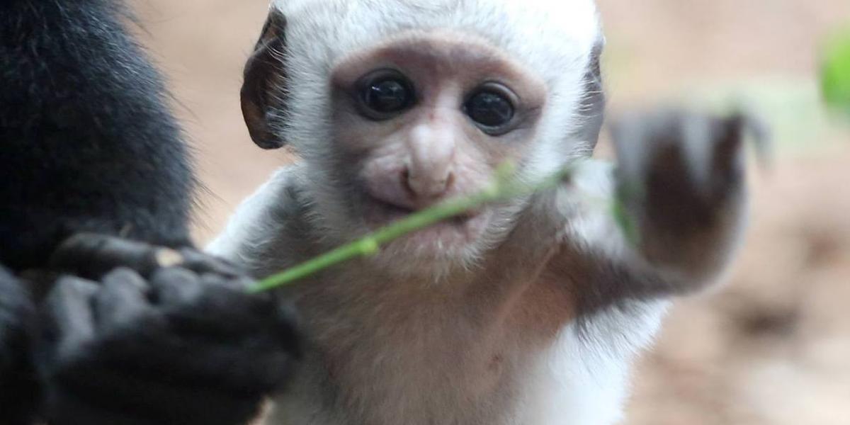 Fotók: Veszprémi Állatkert/Facebook 