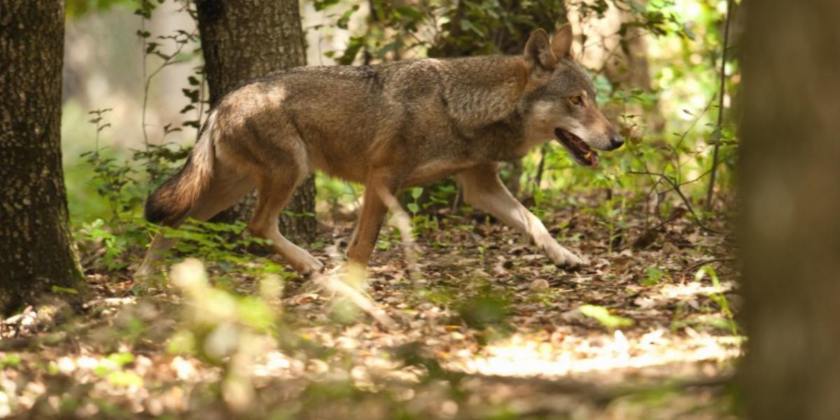 Fotó: Giancarlo Mancori/WWF